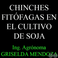 CHINCHES FITÓFAGAS EN EL CULTIVO DE SOJA - Por Ing. Agr. GRISELDA MENDOZA