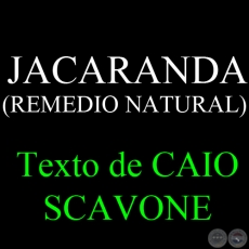 JACARANDA ( REMEDIO NATURAL) - Texto de CAIO SCAVONE