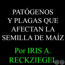 PRINCIPALES PATGENOS Y PLAGAS QUE AFECTAN LA SEMILLA DE MAZ - Por IRIS A. RECKZIEGEL 